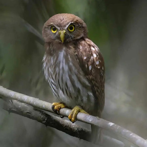 Dry forest Bird Watching in Cartagena