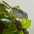 Birdwatching tour Cartagena